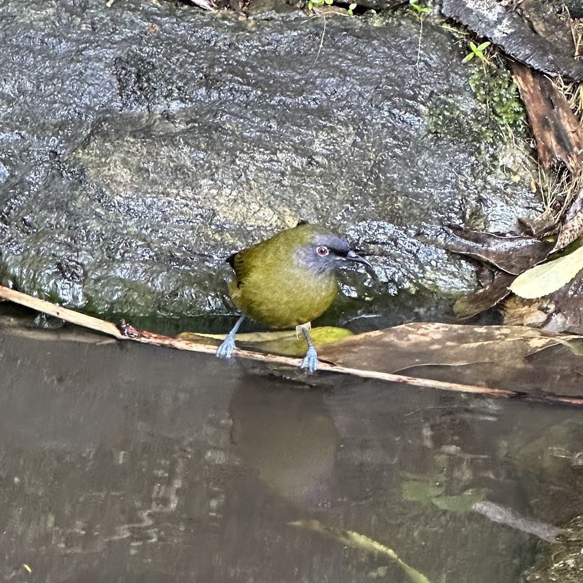 A New Zealand bellbird perched among green leaves