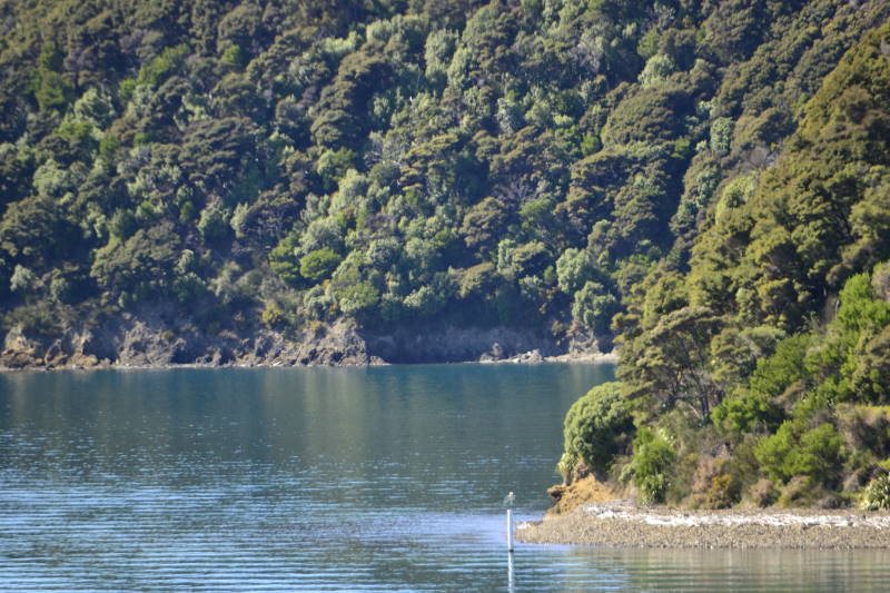 A small bush-fringed bay reached by a walking track near Picton