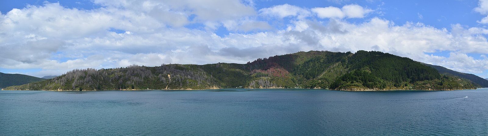 A wide panorama of East Bay's forested shoreline