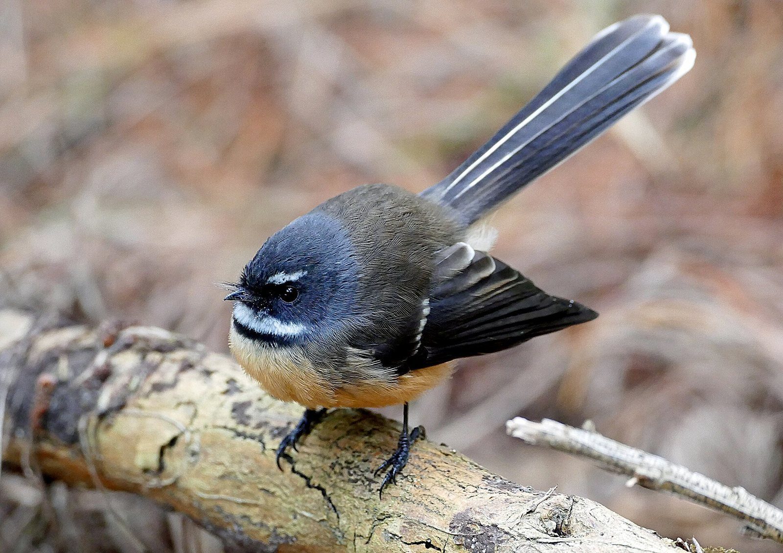 A New Zealand fantail with its tail fanned, perched on a twig