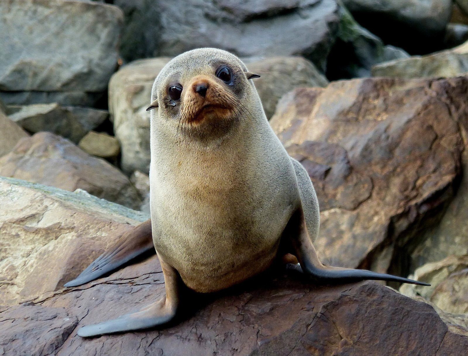 A New Zealand fur seal resting on coastal rocks