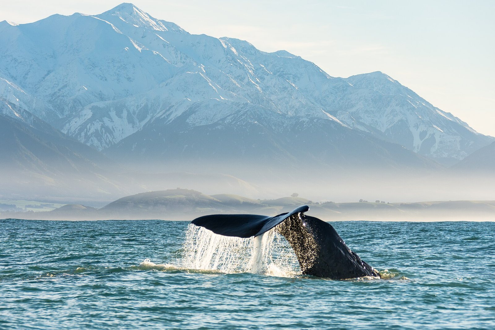 A whale's tail rising from the sea with mountains in the background