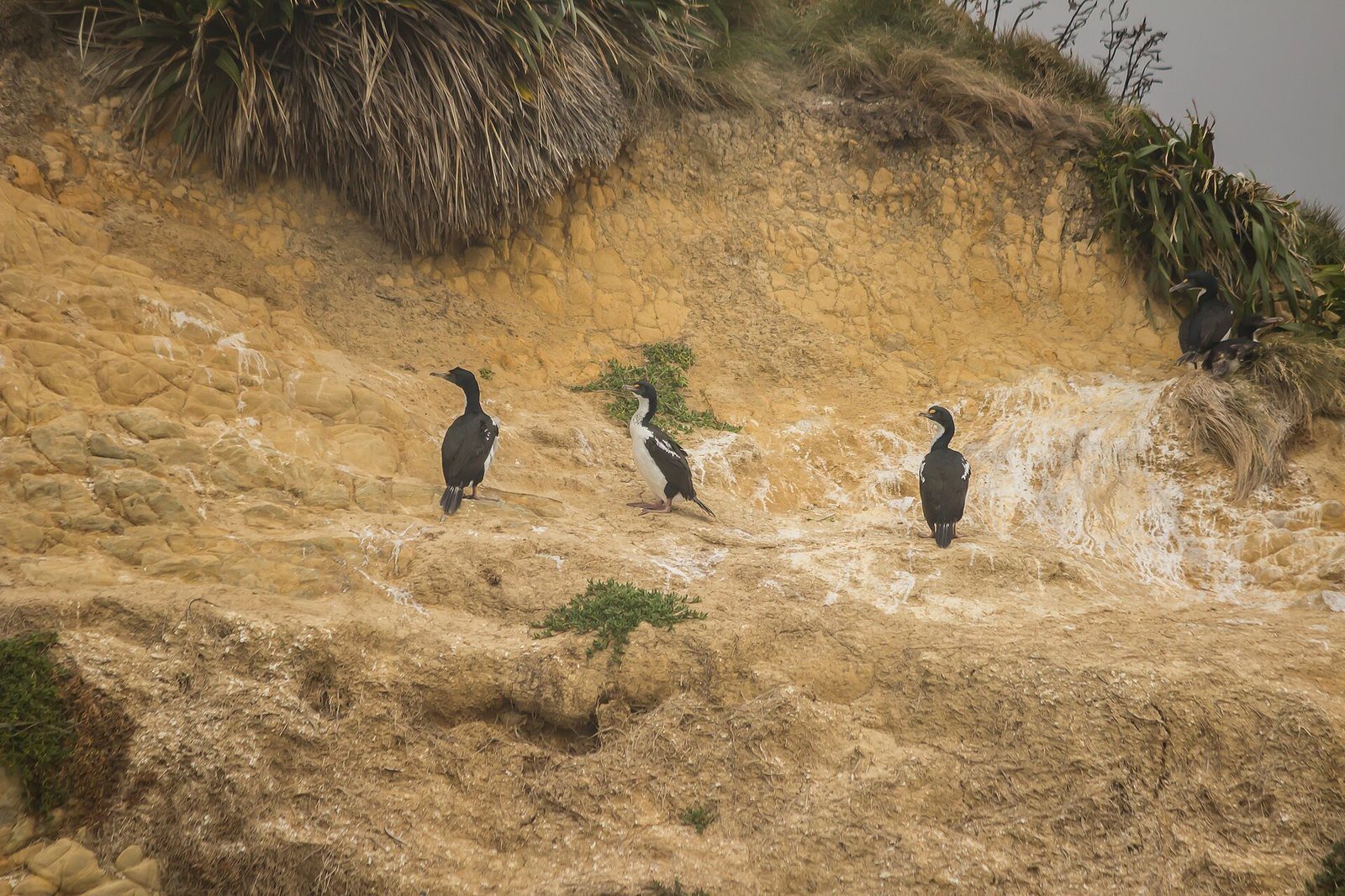 A New Zealand king shag on the water in Queen Charlotte Sound