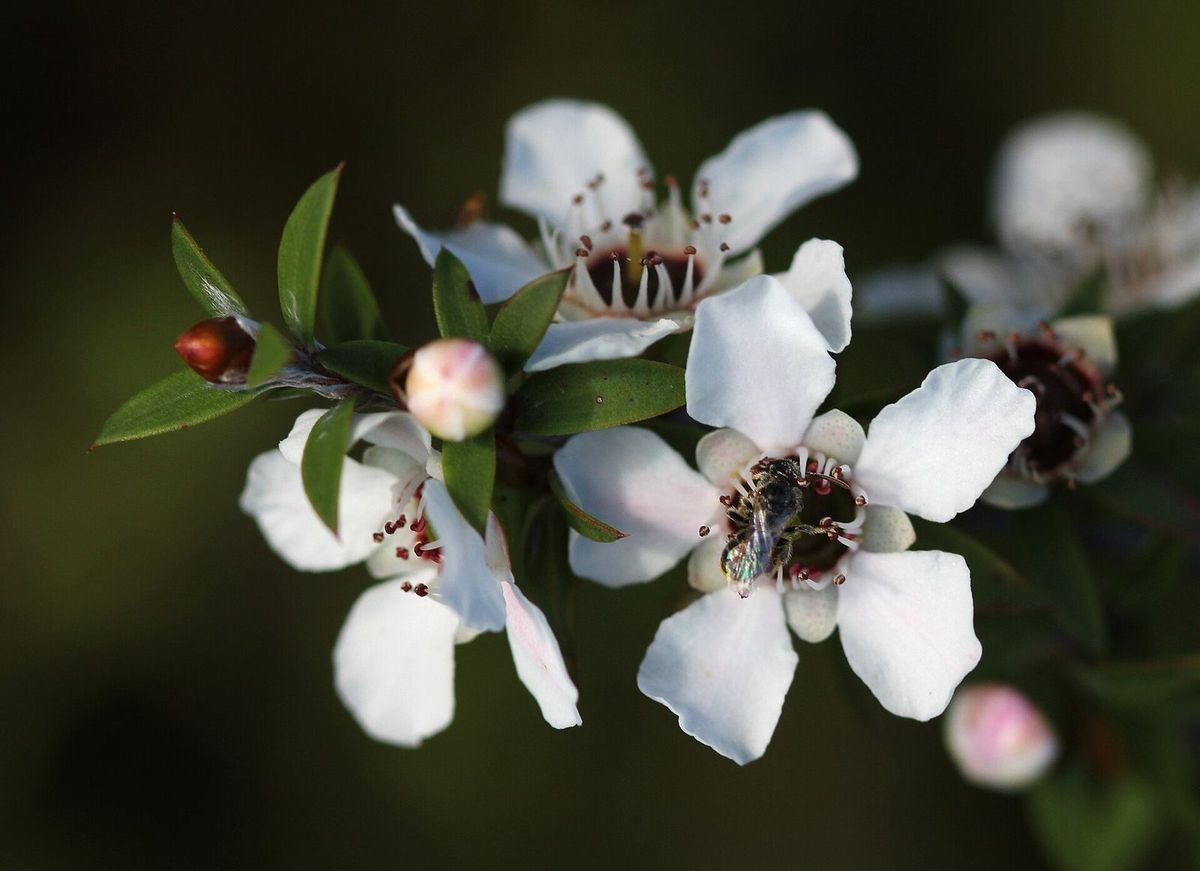 Small white manuka flowers with a native bee on one bloom