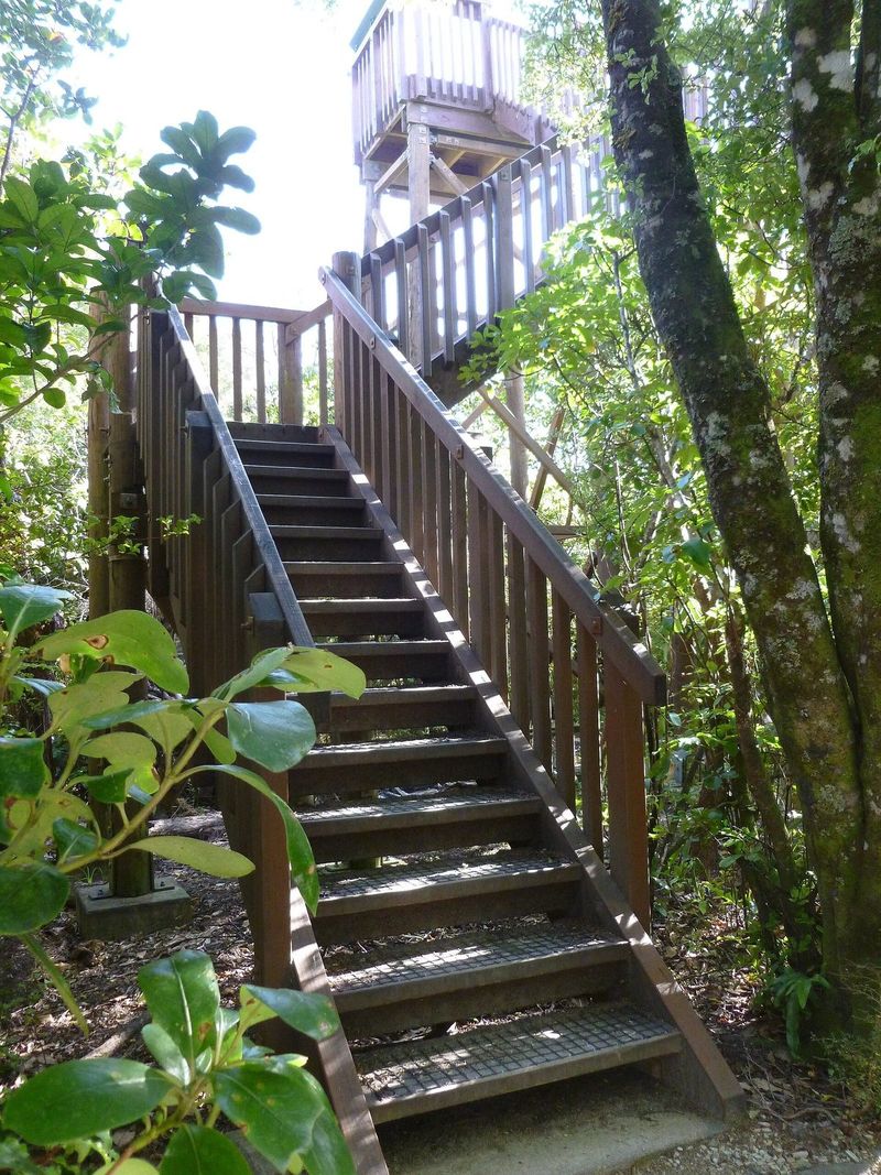 Wooden steps climbing through bush to a lookout tower on Motuara Island