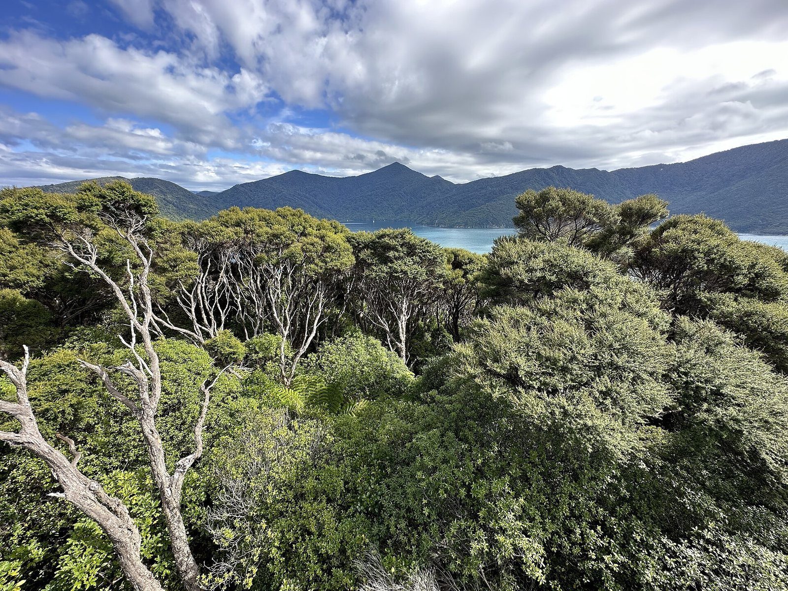 Looking out over Queen Charlotte Sound from Motuara Island's summit platform