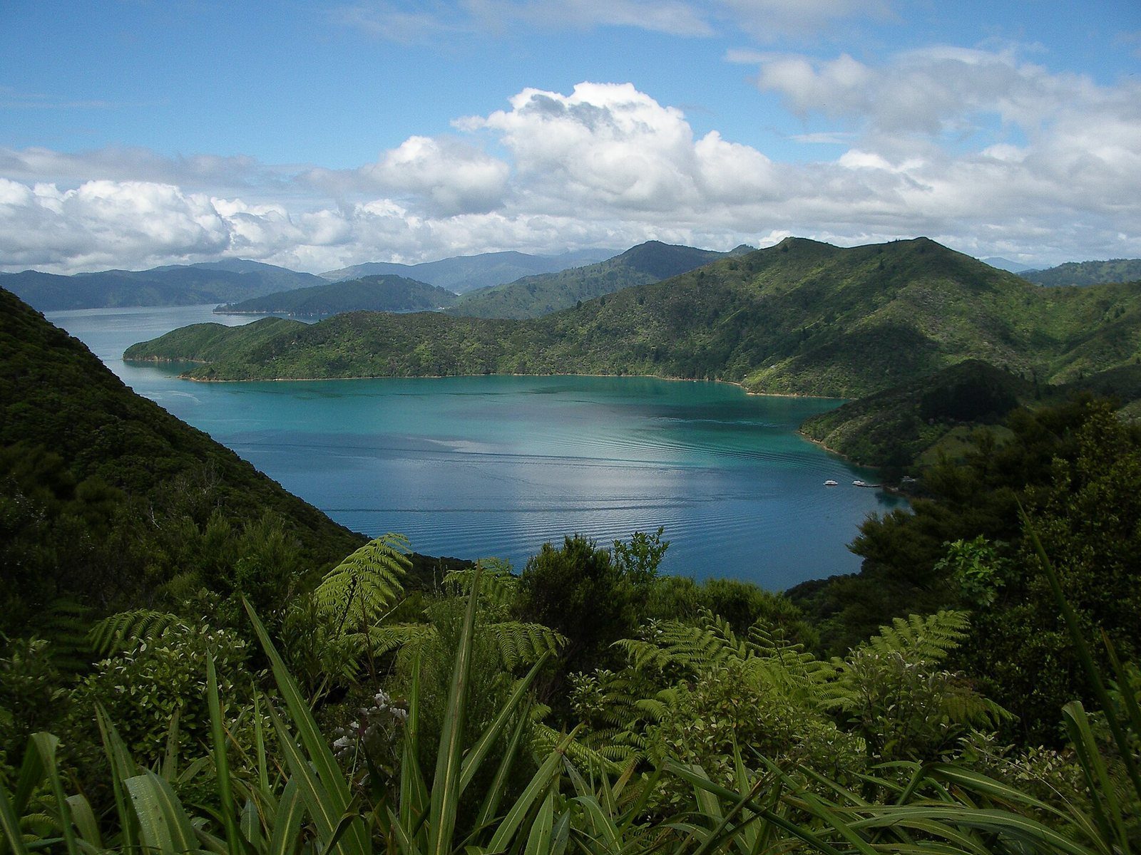 Looking down over the sound from a high point on the Queen Charlotte Track