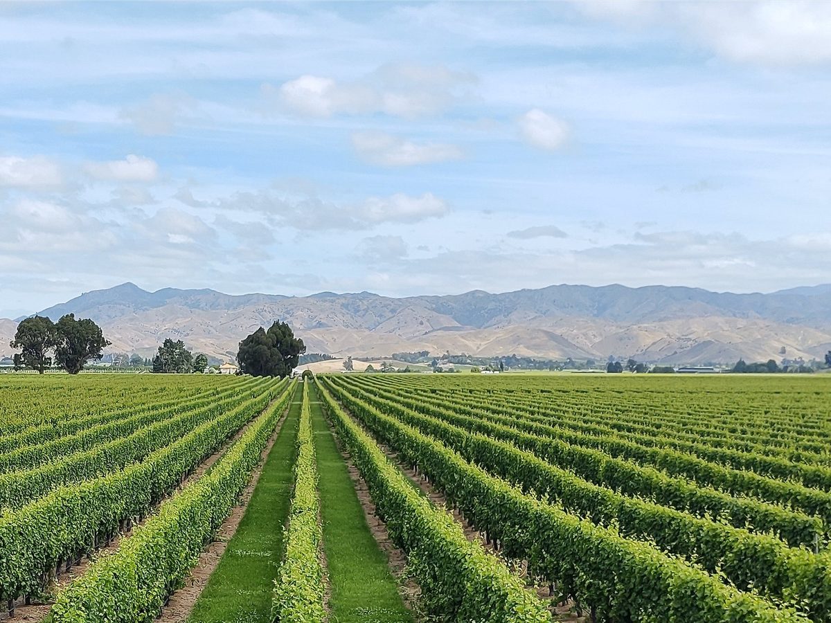Vineyard rows in the Wairau Valley, looking south from Rapaura Road toward the Southern Valleys and Wither Hills.