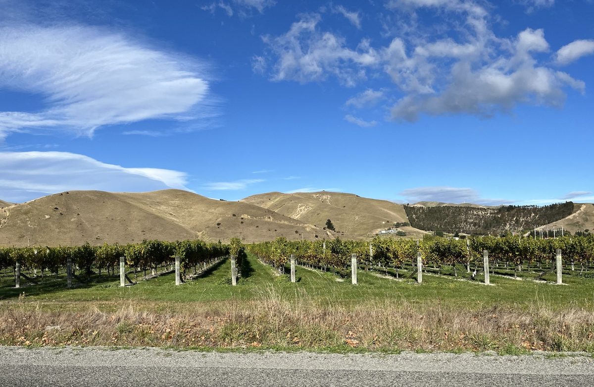 Grape vines near Blenheim with dry Marlborough hills and a blue sky behind them.