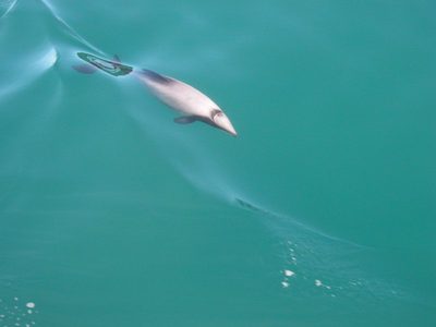 A dolphin swimming just below the turquoise surface in Queen Charlotte Sound.