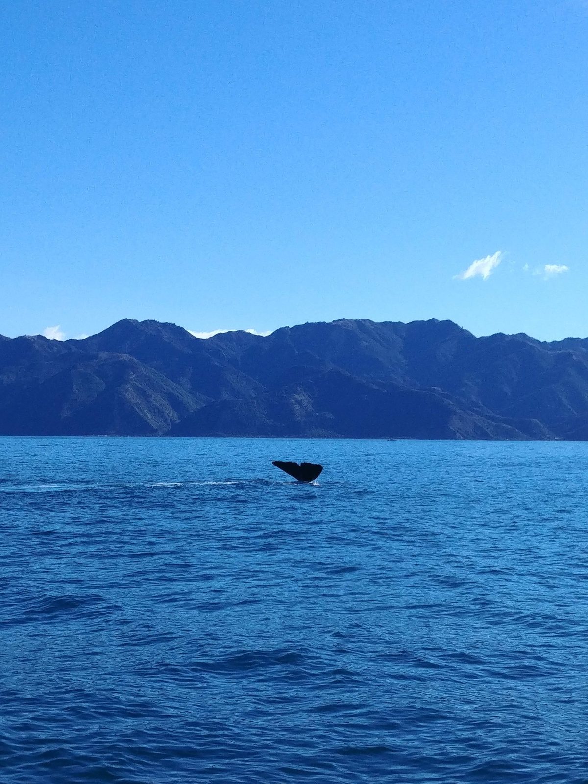 A sperm whale raises its tail off Kaikōura, with the mountainous coast behind it.
