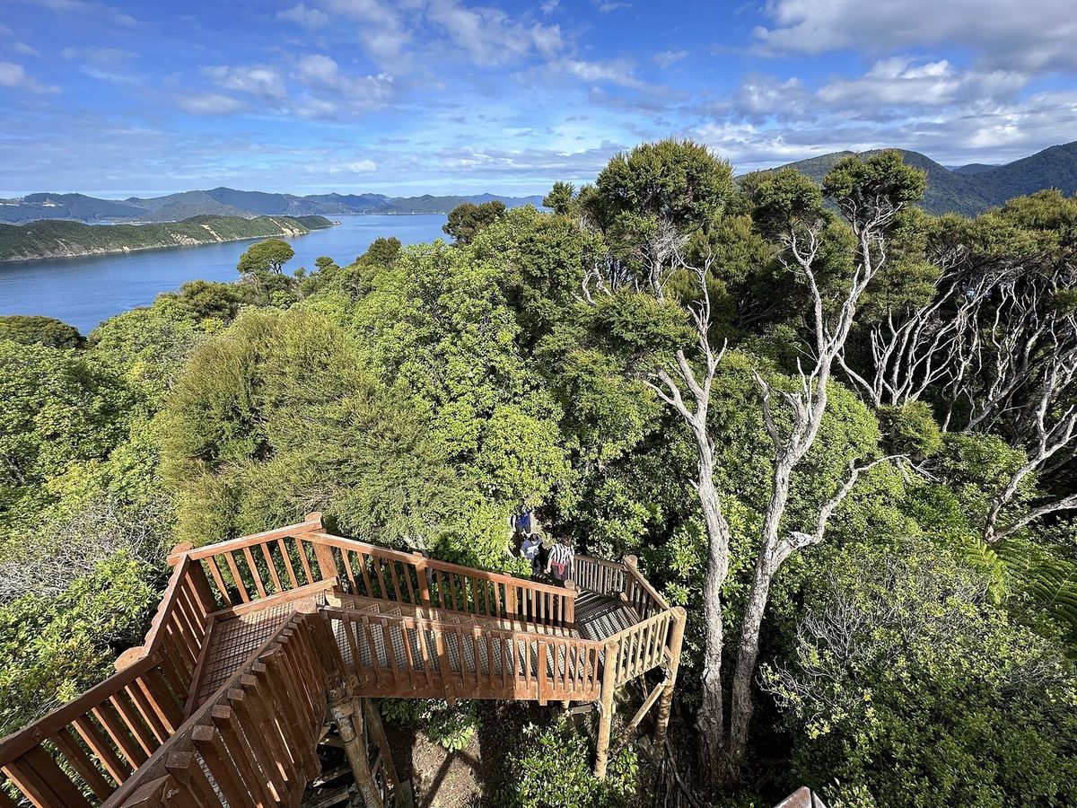 Wooden summit lookout steps above Motuara's native bush, with Queen Charlotte Sound beyond.