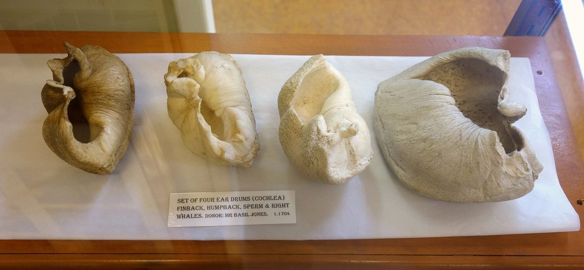 Four whale eardrums from finback, humpback, sperm and right whales in a museum display case.