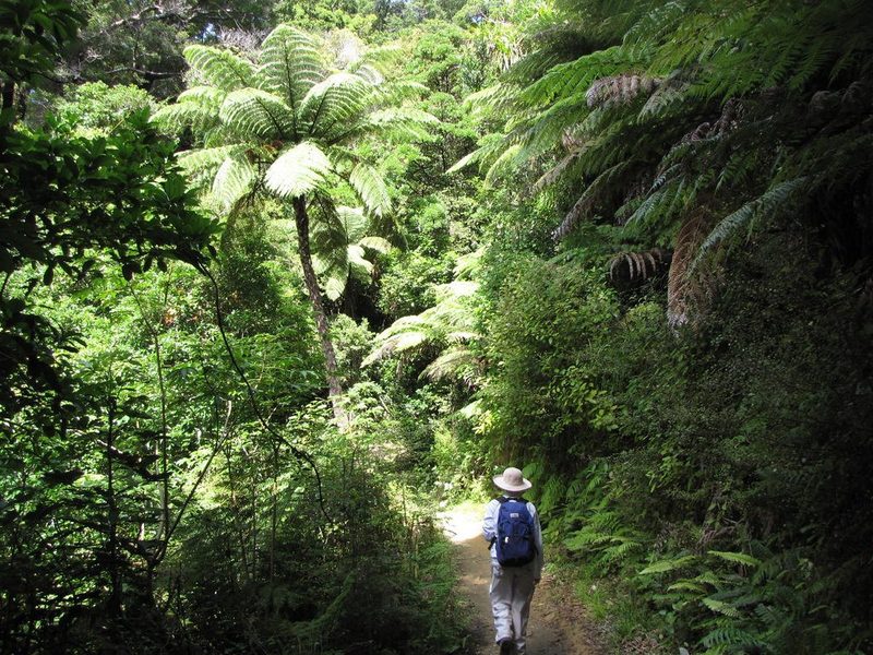 A walker on a narrow Queen Charlotte Track section through dense native bush and tree ferns.
