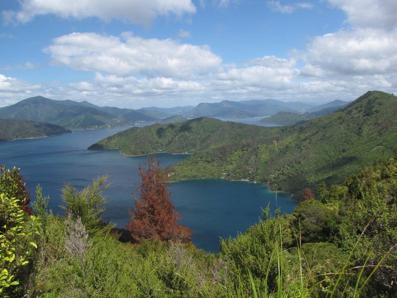 Elevated Queen Charlotte Track view over forested Marlborough Sounds ridges and inlets.