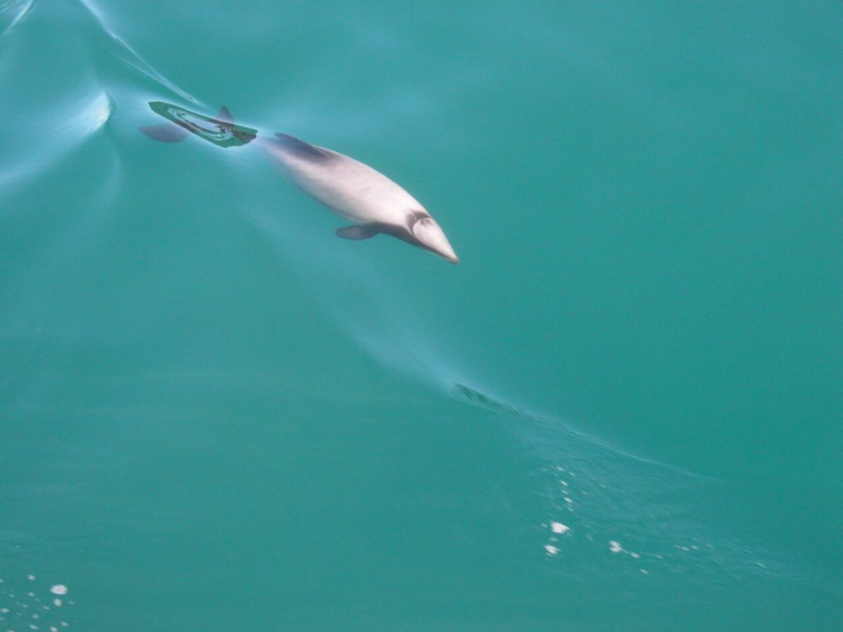 A Hector's dolphin swimming just below the surface in Queen Charlotte Sound.