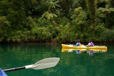 Two paddlers in a yellow tandem sea kayak beside native bush in the Marlborough Sounds.