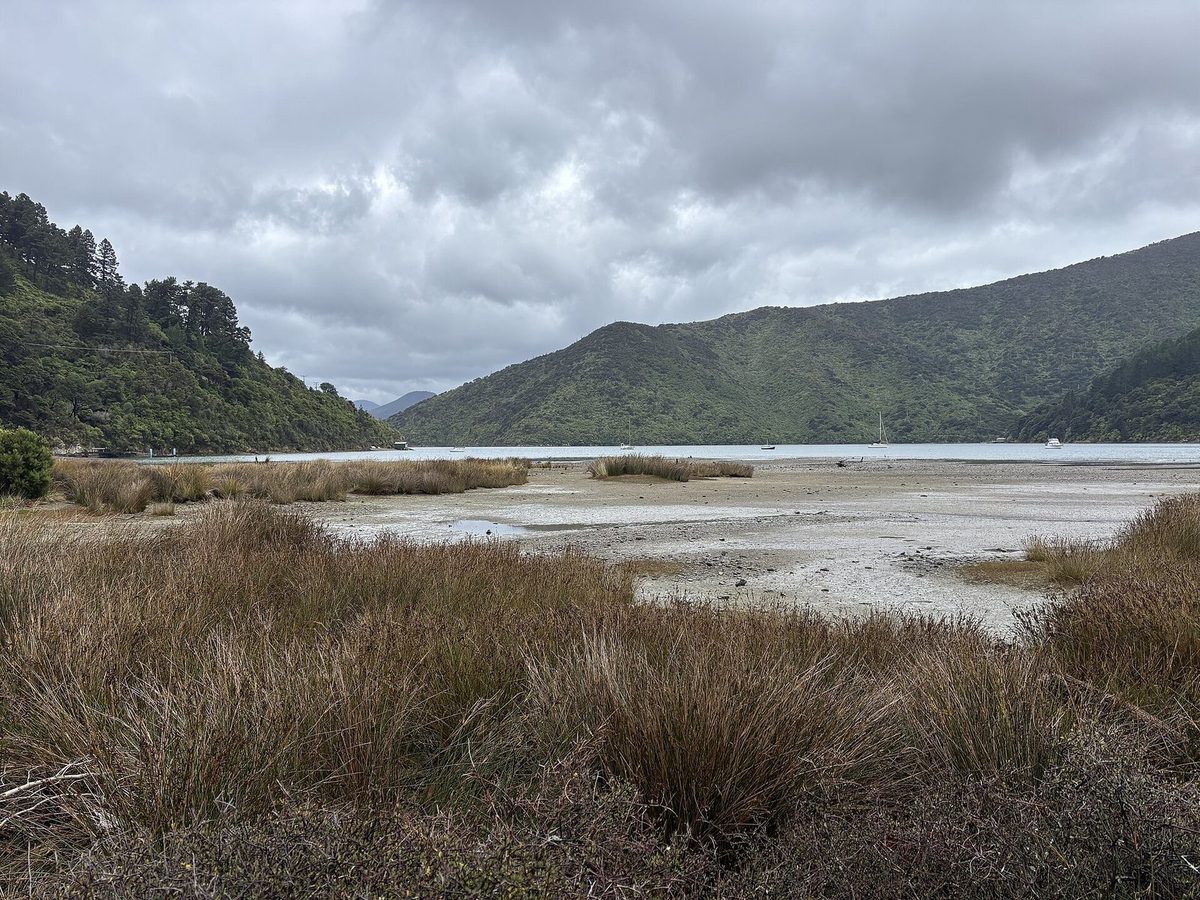 Low-tide shore and saltmarsh at the head of Whatamango Bay, with anchored boats and bush-covered hills.