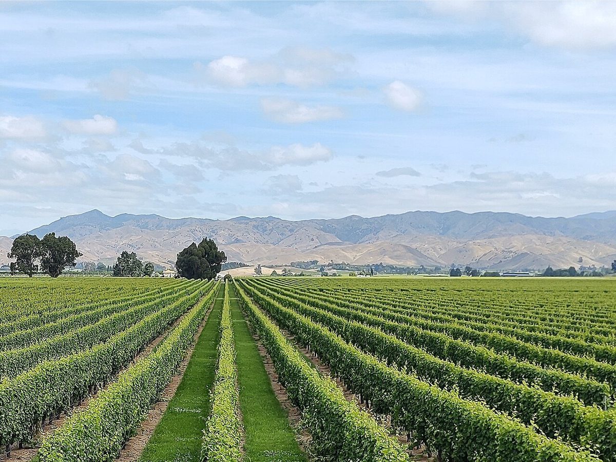 Rows of grapevines in Wairau Valley with the Marlborough hills beyond.