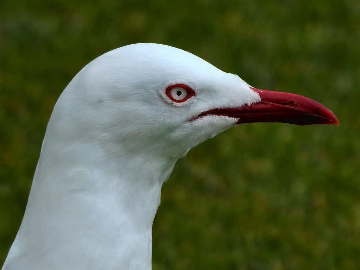 A red-billed gull standing on the Picton foreshore