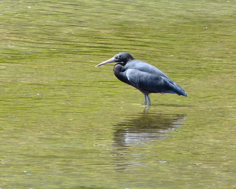 A reef heron standing at the water's edge in Waikawa Bay