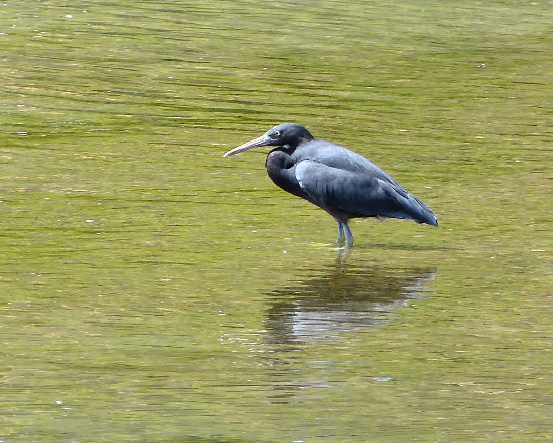 A reef heron standing at the water's edge in Waikawa Bay