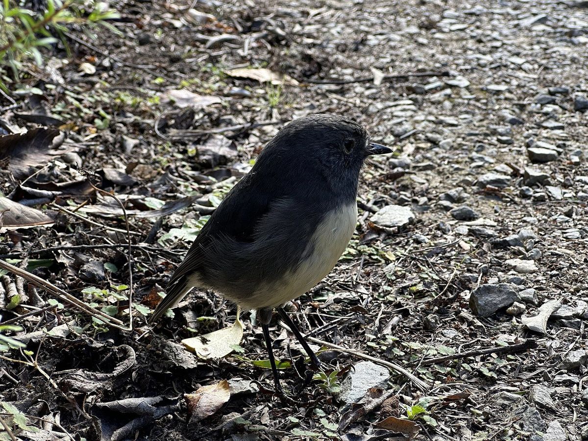 A small dark South Island robin standing on the forest floor