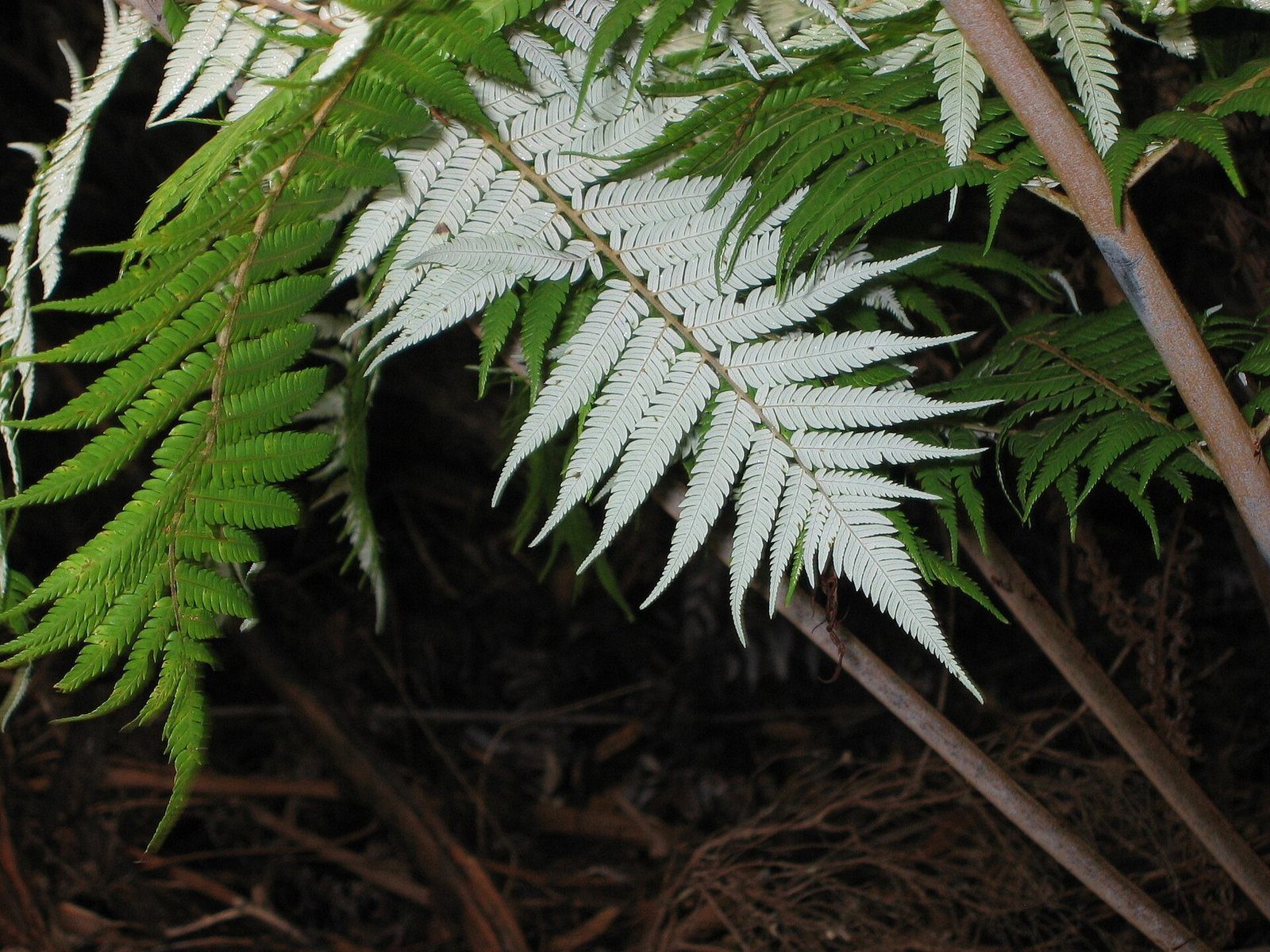 A silver fern frond showing its silvery-white underside