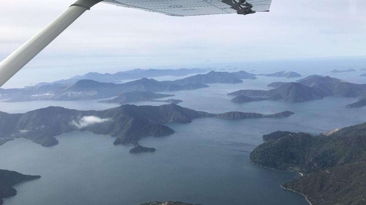 Aerial view of the drowned river valleys of the Marlborough Sounds