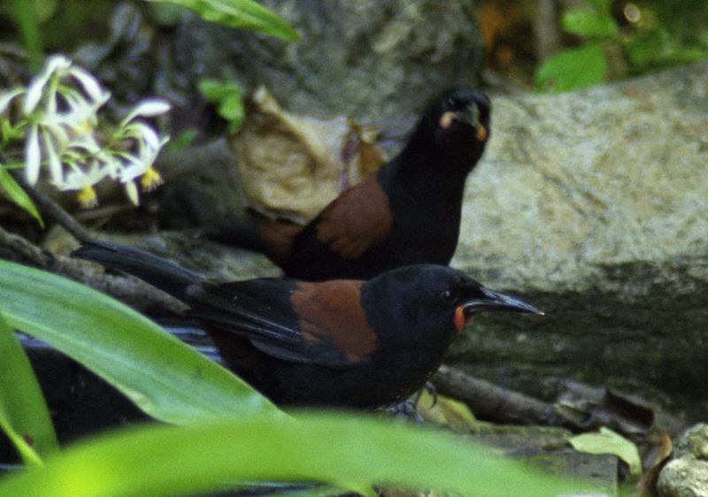A South Island saddleback, a black bird with a chestnut saddle