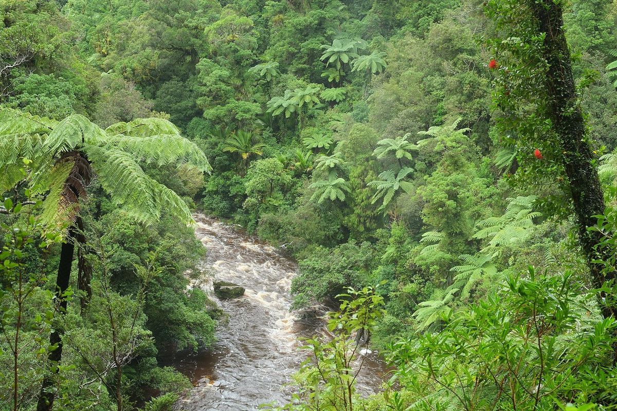Dense native bush seen from above, tree-fern fronds filling the frame