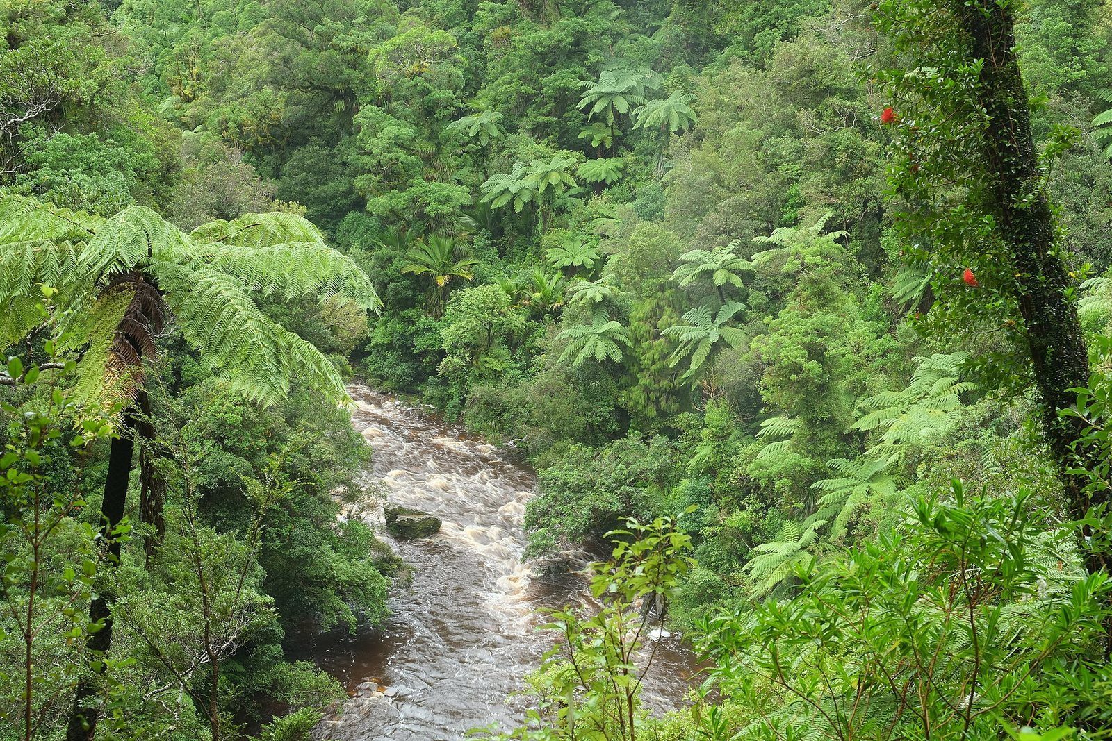 Dense native bush seen from above, tree-fern fronds filling the frame