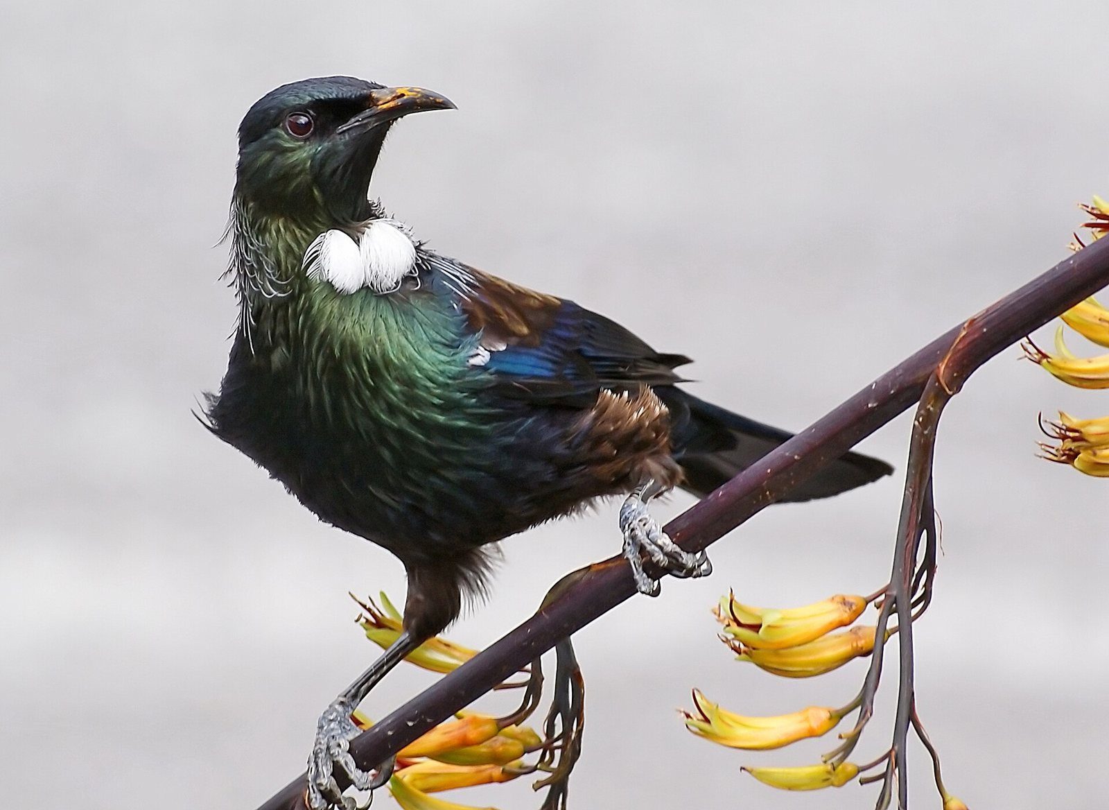 A tūī, a dark iridescent honeyeater with a white throat tuft