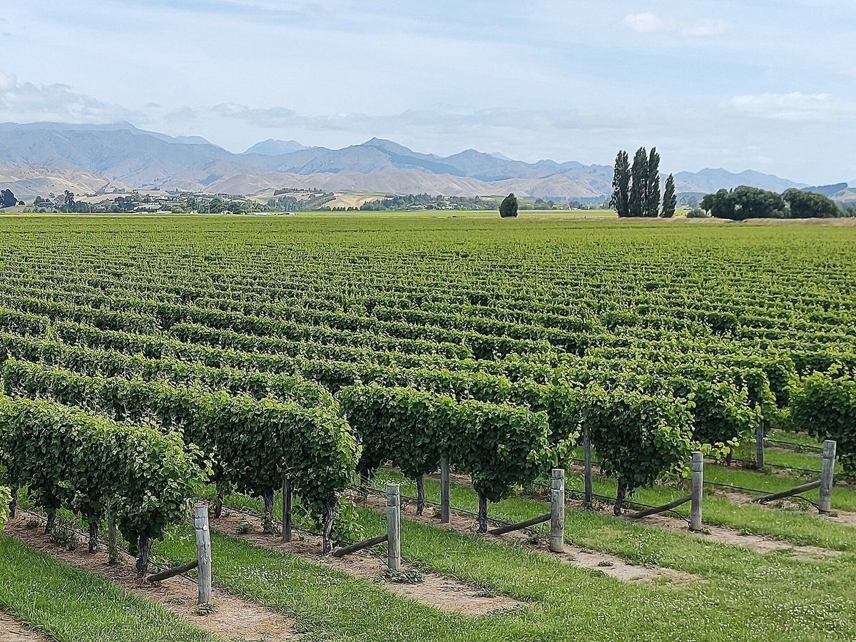 Rows of vines running across the flat Wairau Valley with dry hills behind