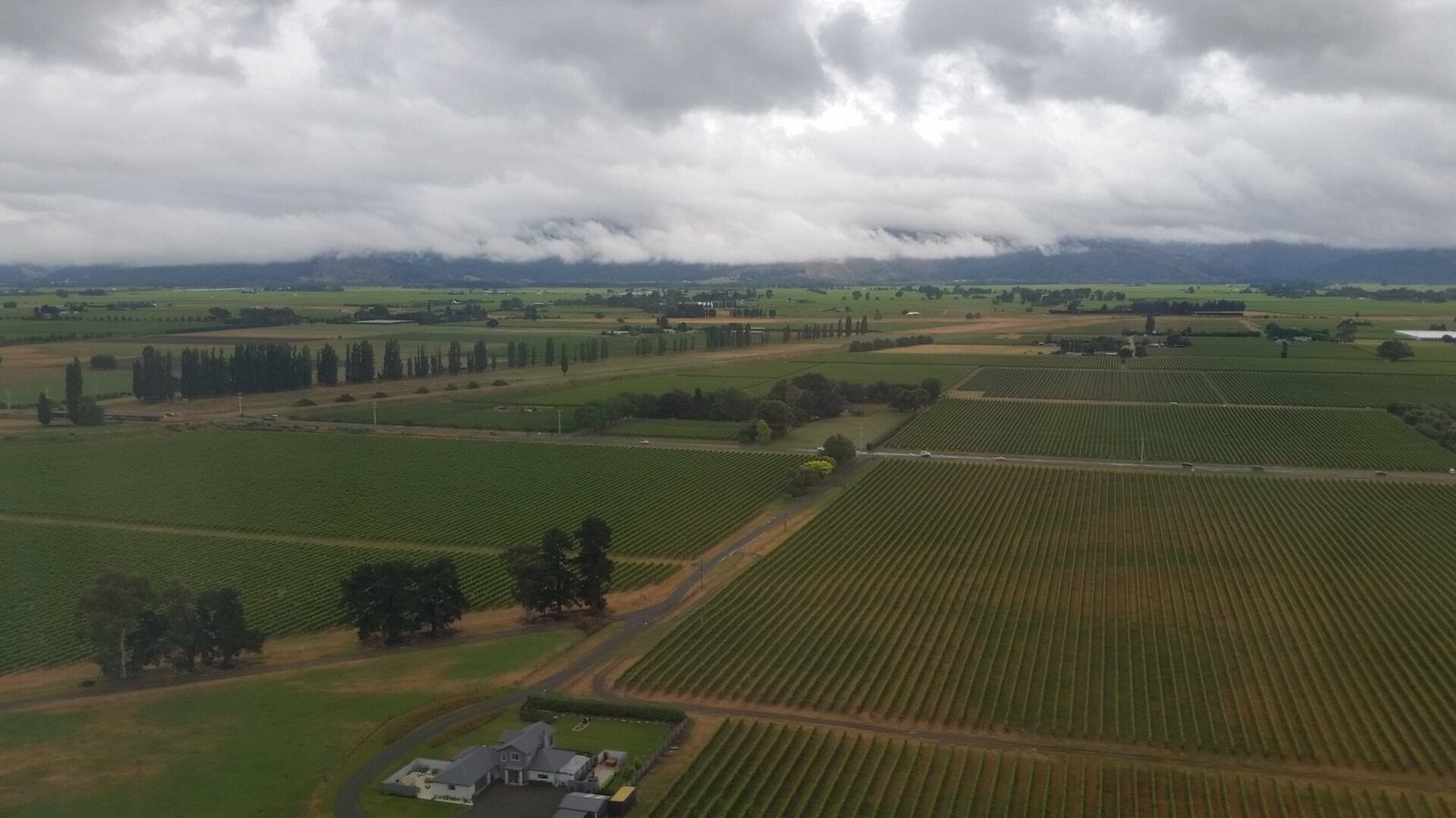 Aerial view of geometric vineyard blocks covering the Marlborough plains