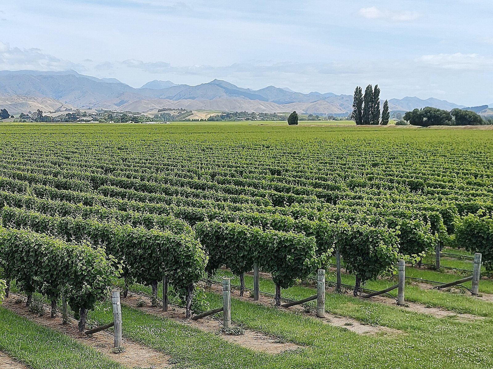 Rows of vines running across the flat Wairau Valley with dry hills behind