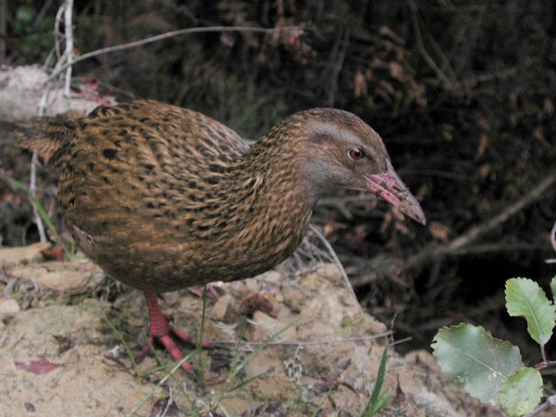 A weka, a brown flightless rail, standing on a bush track