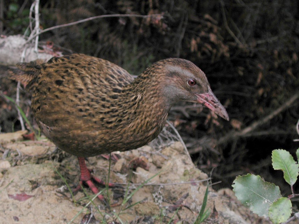 A weka, a brown flightless rail, standing on a bush track